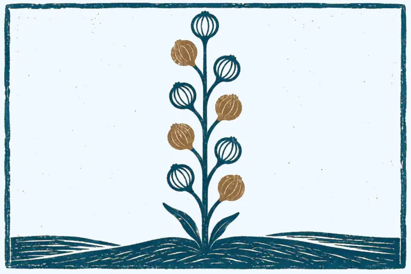 The 9 Human Design centers: linocut of a stem with nine blossoms, defined and open