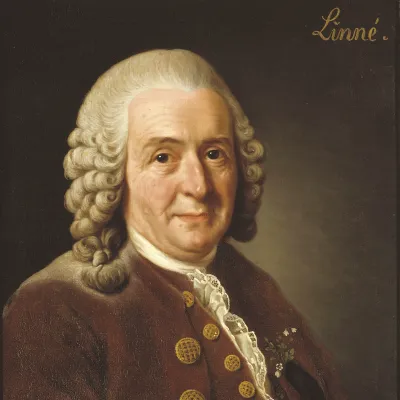 Carolus Linnaeus